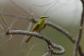 Green Bee-eater