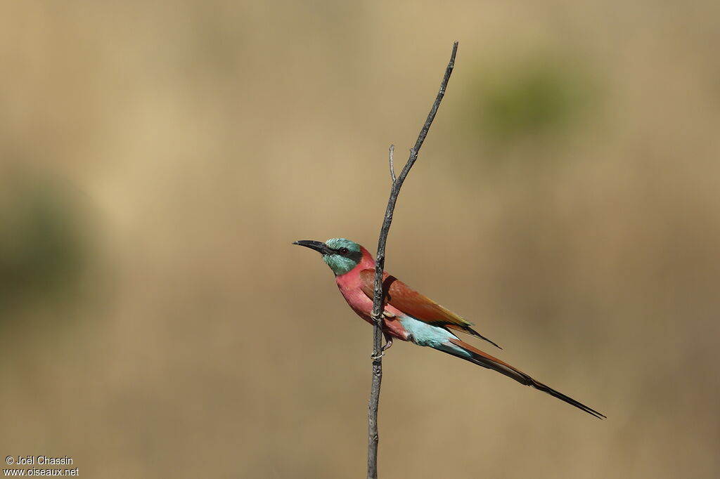 Guêpier écarlate, identification