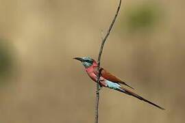 Northern Carmine Bee-eater