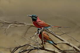 Northern Carmine Bee-eater