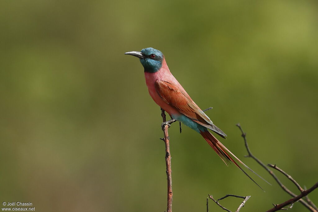 Guêpier écarlate, identification