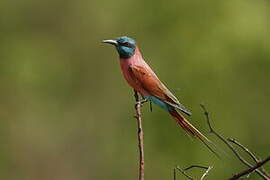 Northern Carmine Bee-eater