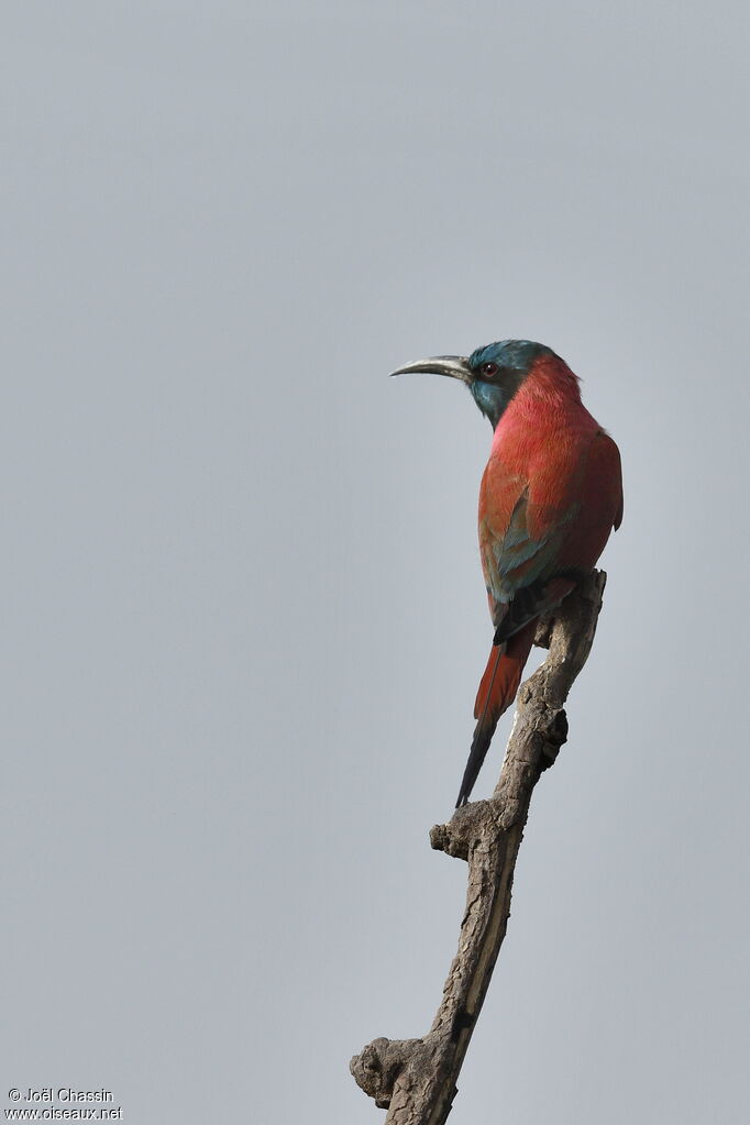 Northern Carmine Bee-eater, identification