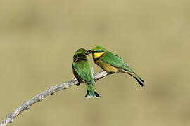 Little Bee-eater