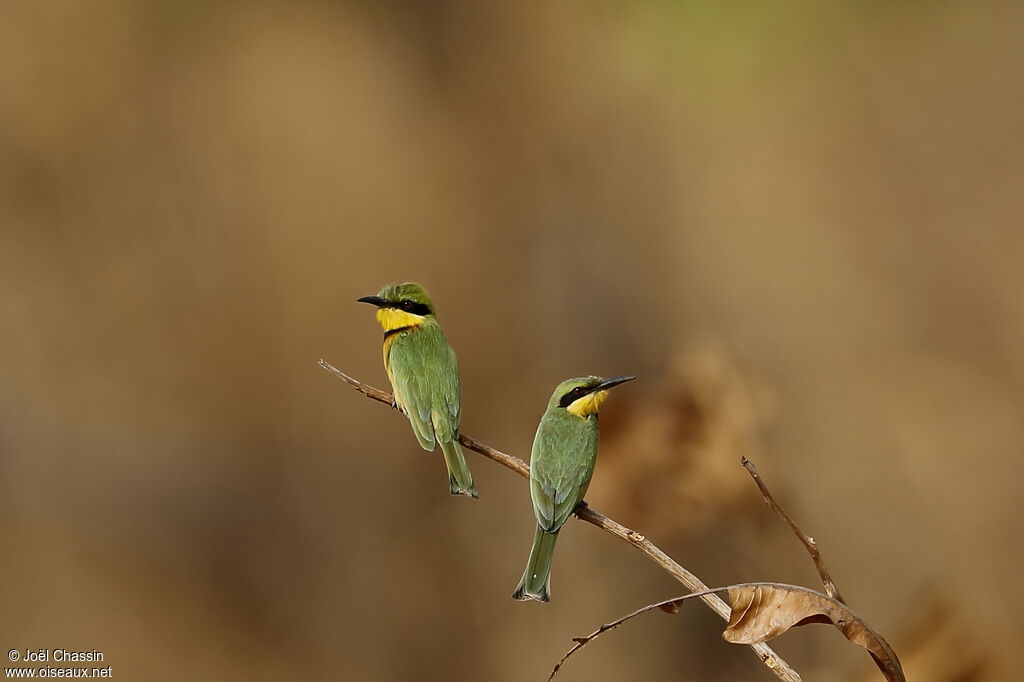 Little Bee-eater, identification