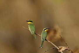 Little Bee-eater