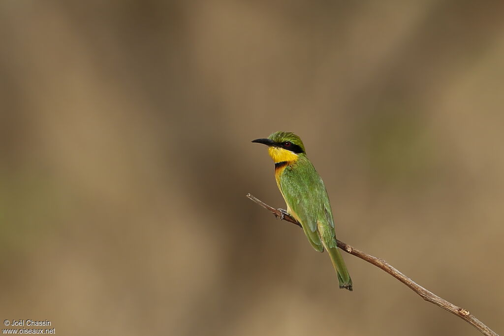 Guêpier nain, identification