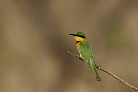 Little Bee-eater