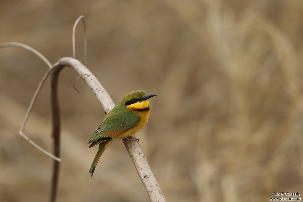 Little Bee-eater, identification