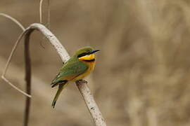 Little Bee-eater