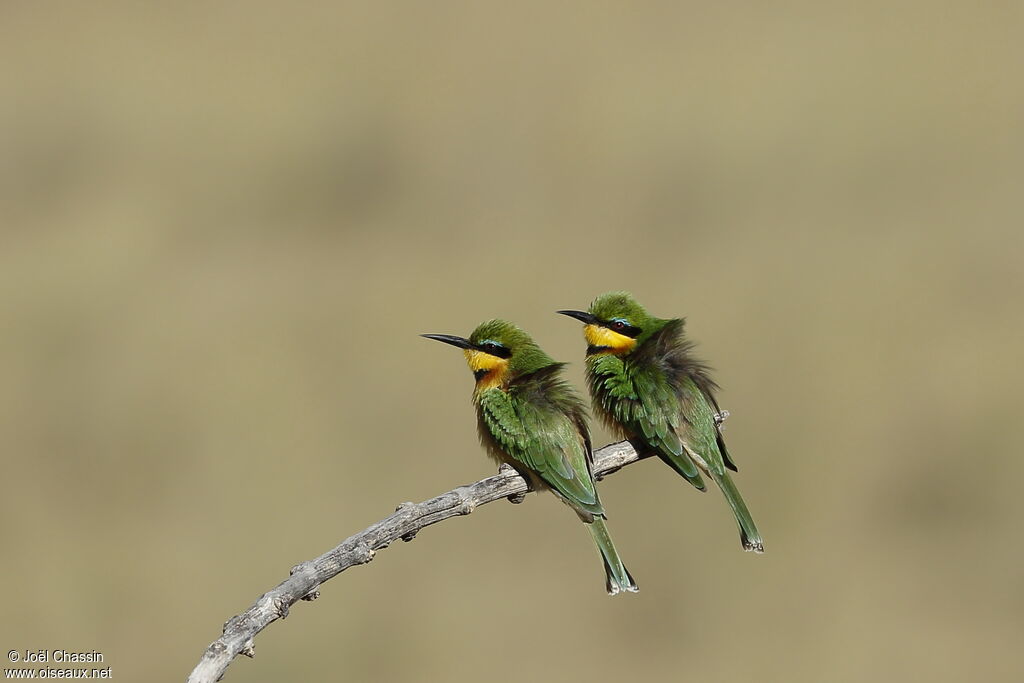 Guêpier nain, identification