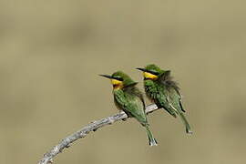 Little Bee-eater