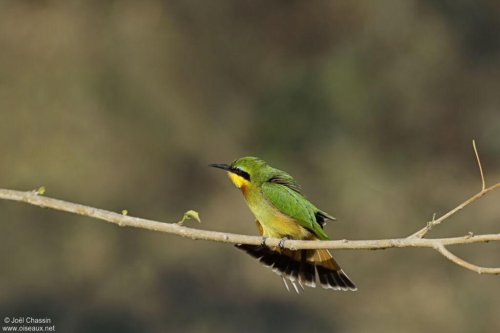 Guêpier nain, identification