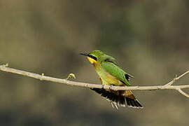 Little Bee-eater