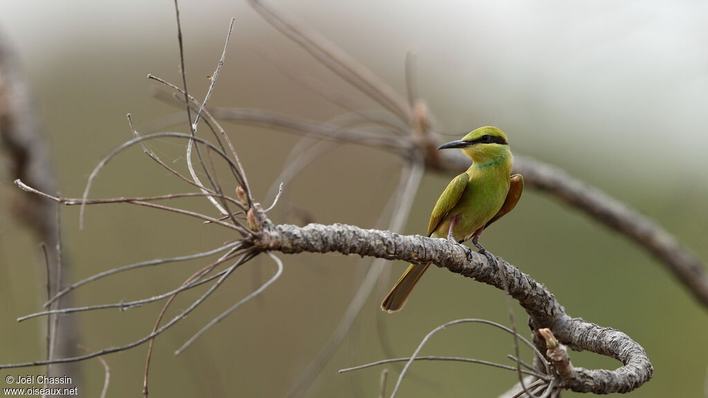 Guêpier vert, identification