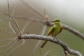 African Green Bee-eater