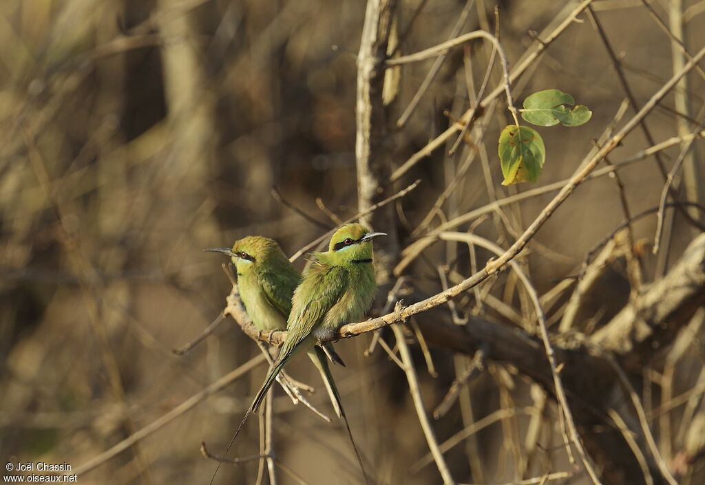 African Green Bee-eater, identification