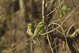 African Green Bee-eater