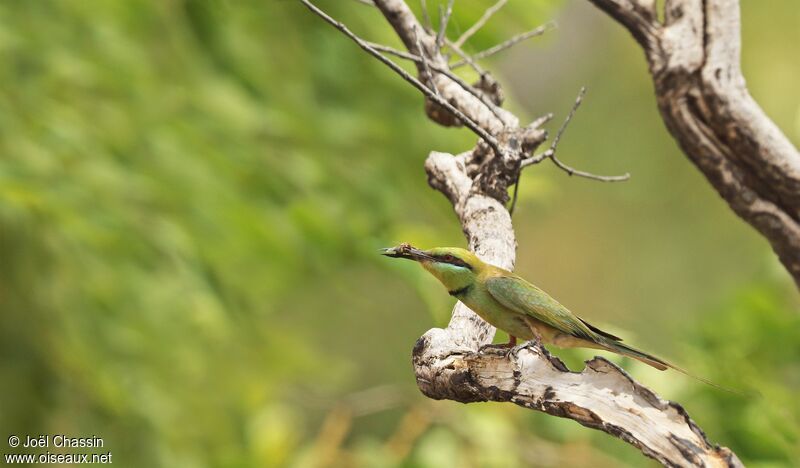 African Green Bee-eater, identification