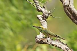 African Green Bee-eater