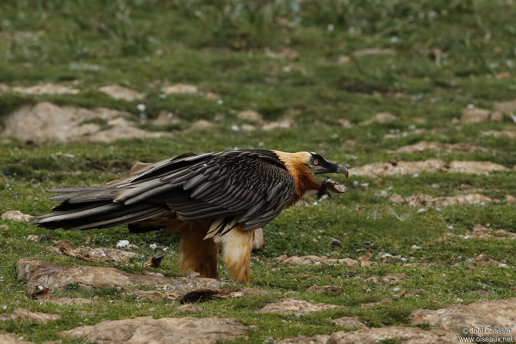 Gypaète barbuadulte, identification, mange