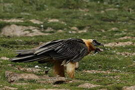 Bearded Vulture