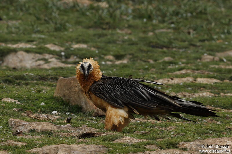 Bearded Vultureadult, identification