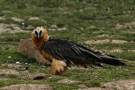 Bearded Vulture