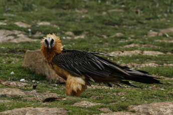 Gypaète barbu