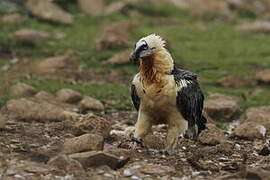 Bearded Vulture