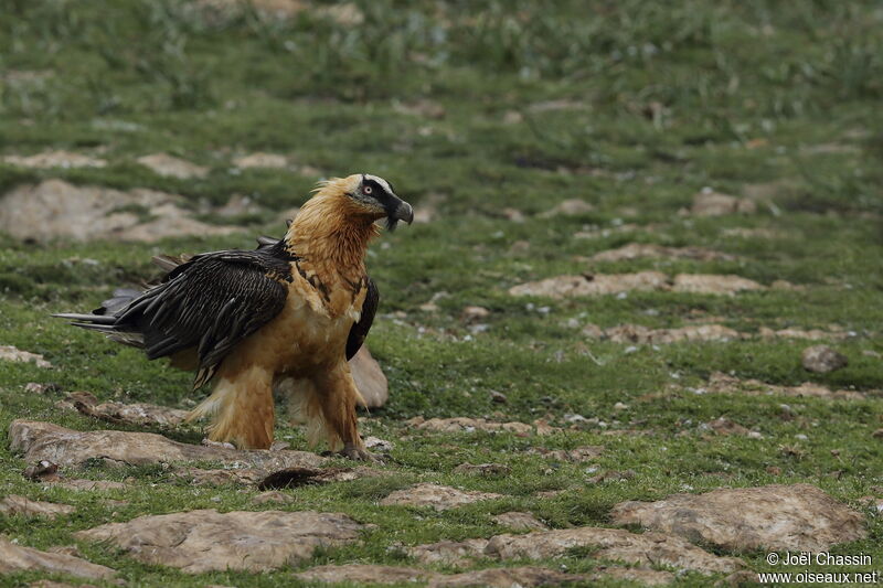 Bearded Vultureadult, identification, walking
