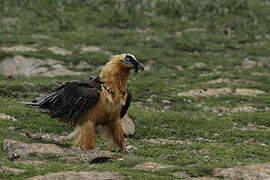 Bearded Vulture