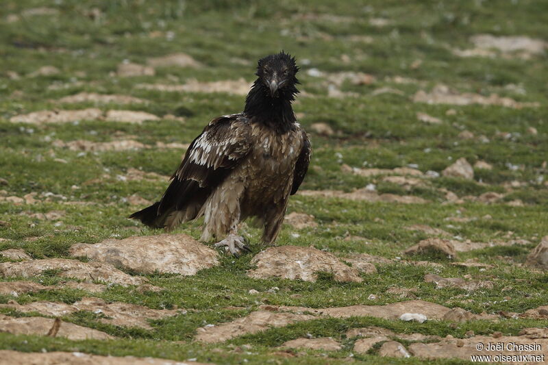 Bearded Vultureimmature, identification