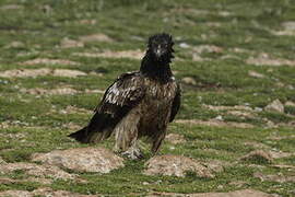 Bearded Vulture