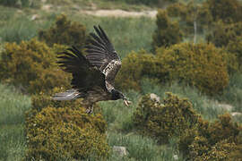 Bearded Vulture