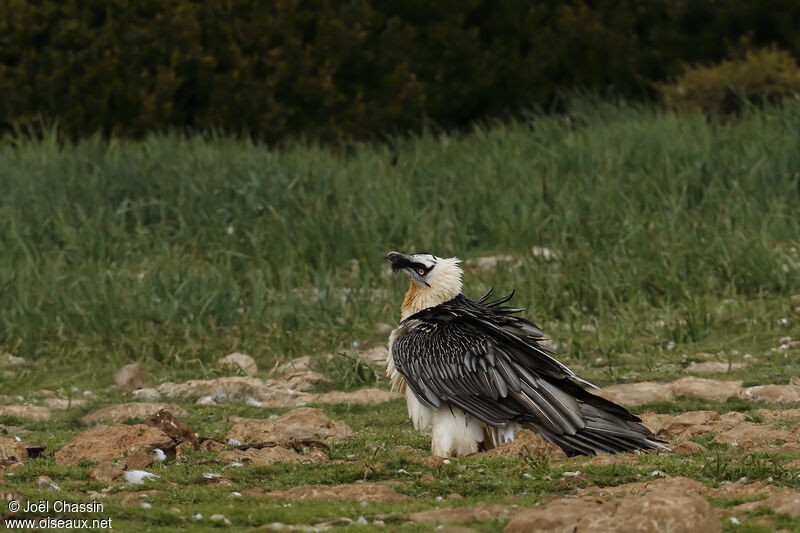 Bearded Vulture, identification