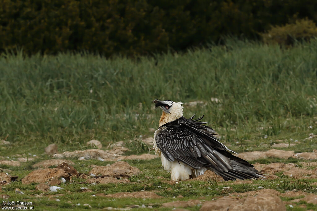 Bearded Vulture, identification