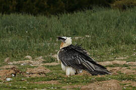 Bearded Vulture