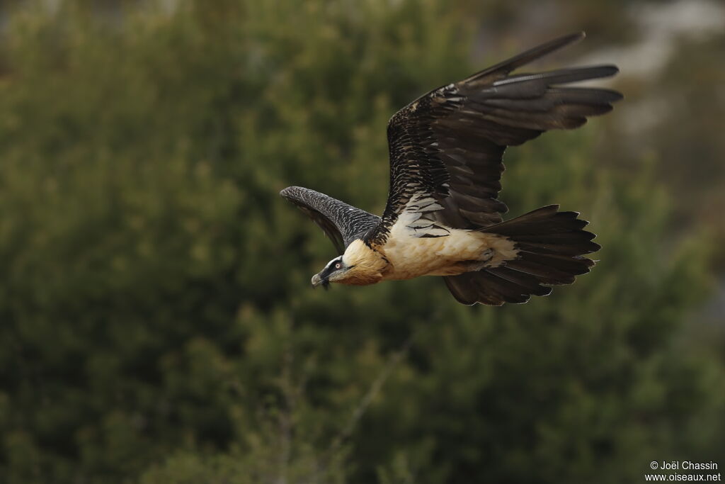 Bearded Vulture, Flight