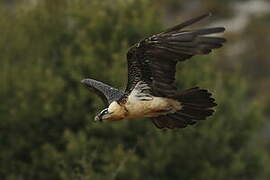 Bearded Vulture