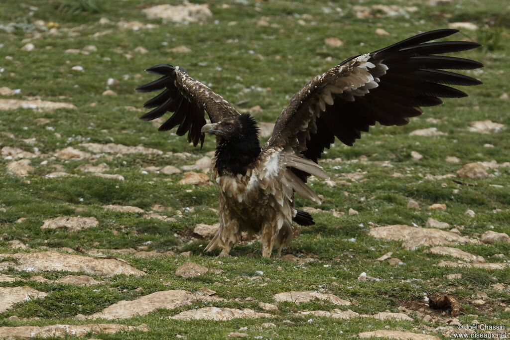 Gypaète barbuimmature, identification, marche