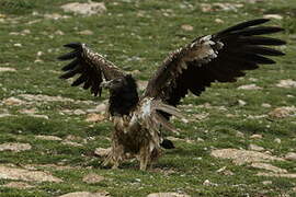 Bearded Vulture