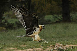 Bearded Vulture