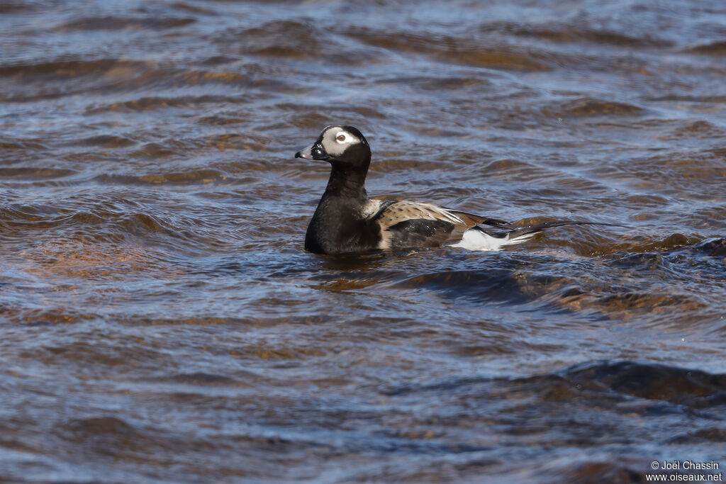 Long-tailed Duck male