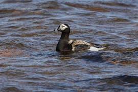 Long-tailed Duck