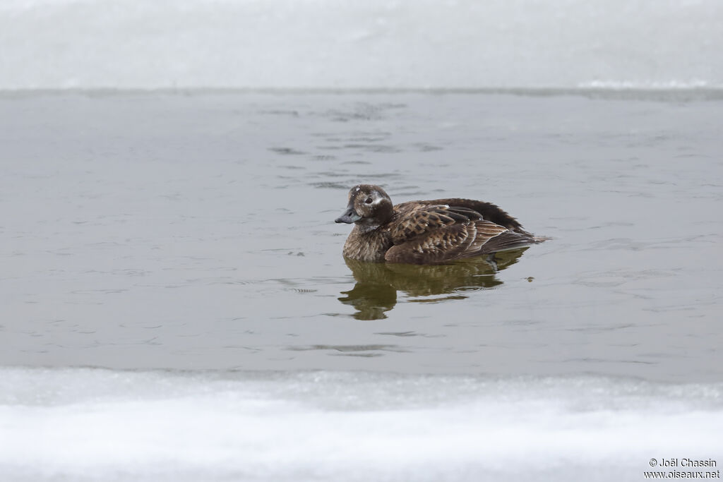 Long-tailed Duck female