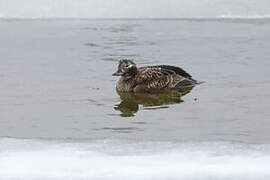 Long-tailed Duck