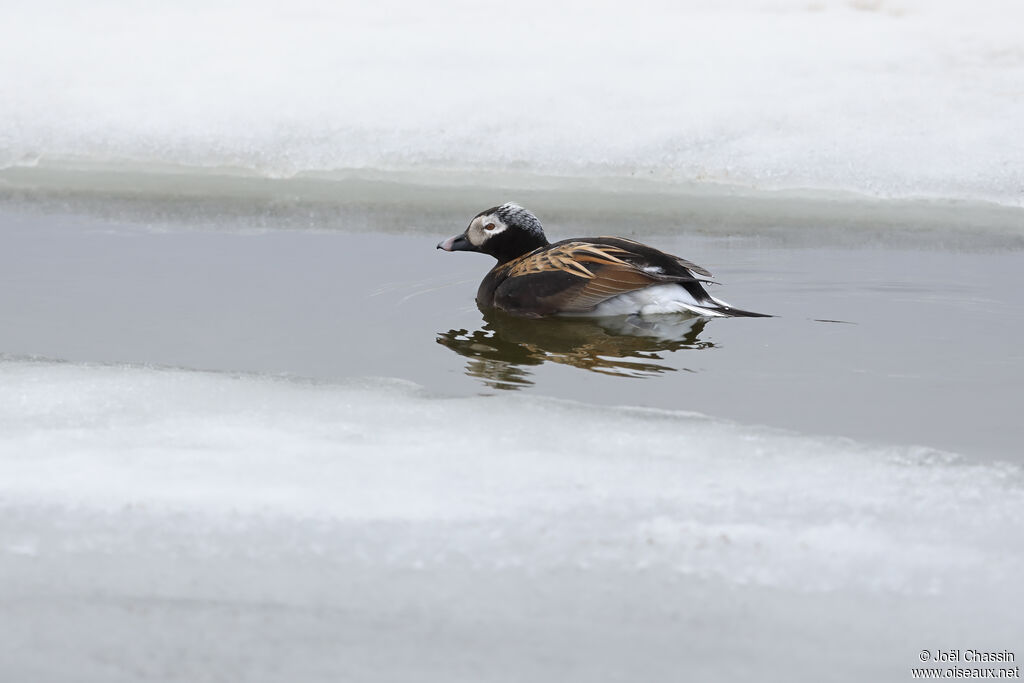 Long-tailed Duck male