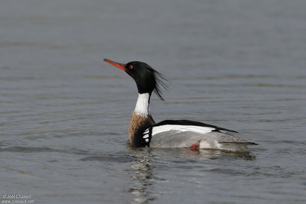 Red-breasted Merganser male