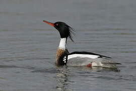 Red-breasted Merganser